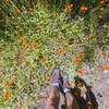 Wildflowers bloom along the Okanagan High Rim Trail in mid-July.