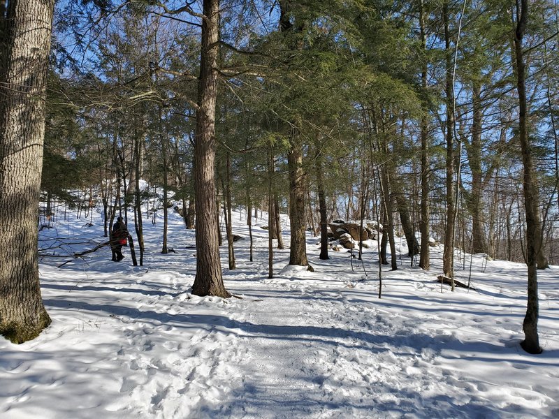 Donevan Trail forest in winter.