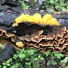 Witch's butter and Turkey tail fungi on dead oak branches in winter.