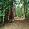 Upper Miller Trail runs through the redwoods on its way to the picnic areas in the center of Mt.Madonna County Park.