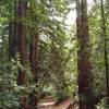 Through the redwoods high on Mt. Madonna, runs Lower Miller Trail.