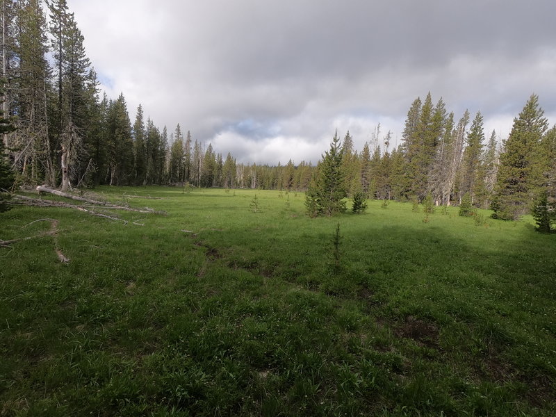 Meadow near beginning of Scott Trail.