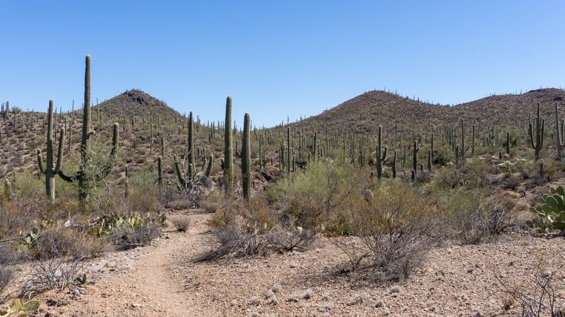 Typical Saguaro forest along the Ironwood Trail.