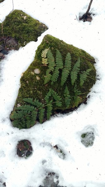 Moss and ferns make up a living skin.