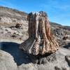 Petrified stump, 60 million years old.