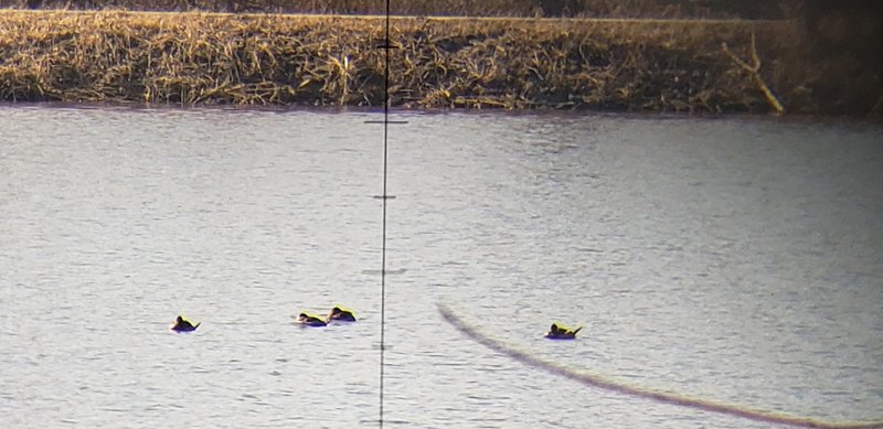 Ducks seen through binoculars with sinister looking crosshairs.