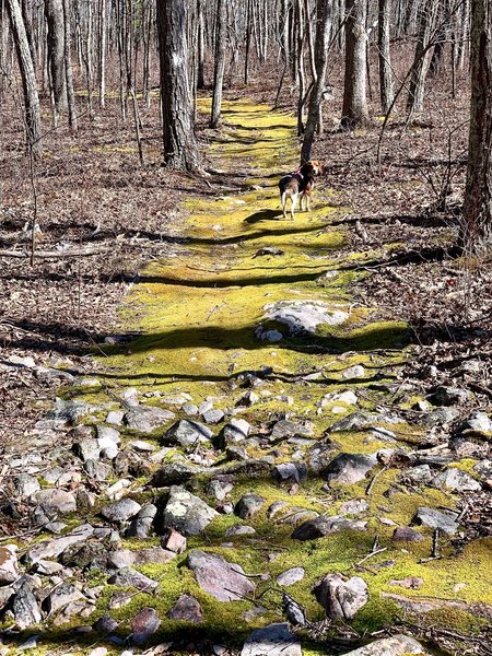 Follow the green rock path.