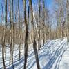 Forested trail in late winter.