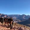 Mules passing by on the South Kaibab Trail.