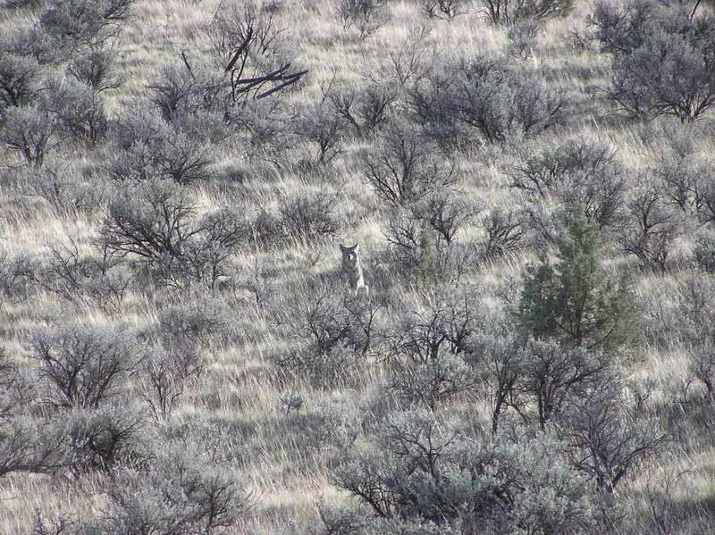 Coyote trying to lead me away from her den (I had no idea where it was). (03-26-2021)