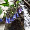 Wildflowers (Franciscan Bluebells) by Gavilan Falls, Carson National Forest, New Mexico