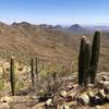 Saguaros dotting the Arizona desert-scape on a cloudless day.