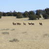 Elk herd on North Mesa (12-26-2006)