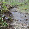 Stream and Phlox at the camping site.
