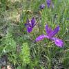 Wild Iris in May