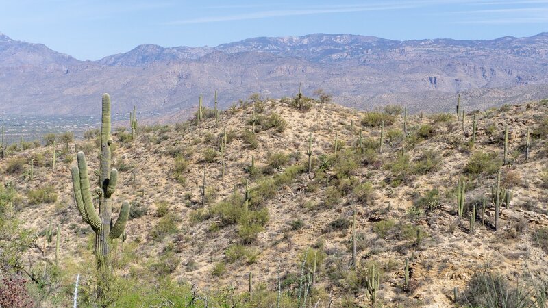 Saguaros in the Rincon foothills near Bridal Wreath Falls.