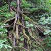 Gorgeous tree roots through the glen