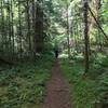 Middle Fork Trail, Willamette National Forest.