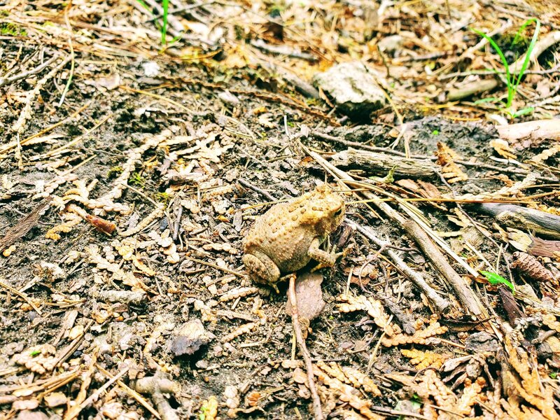 Toad found on trail.