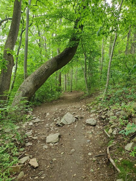 Marsh Creek Hiking Trails Marsh Creek Dam Hike Hiking Trail, Downingtown, Pennsylvania