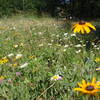 Prairie Flowers along the Deer Trail.