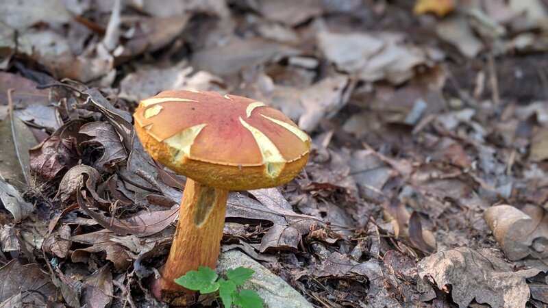 A lone mushroom alongside the trail.