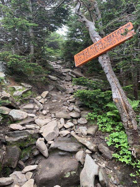 Nearing the end of the tree line for the Beaver Brook Trail on Mt Moosilakue.