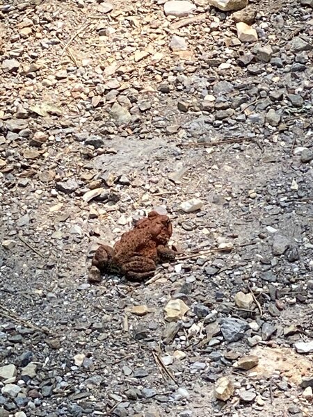 Spotted this little guy on the trail. First time seeing a red frog. We googled and it's not poisonous.
