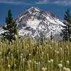 Mount Hood over a meadow filled with beargrass.