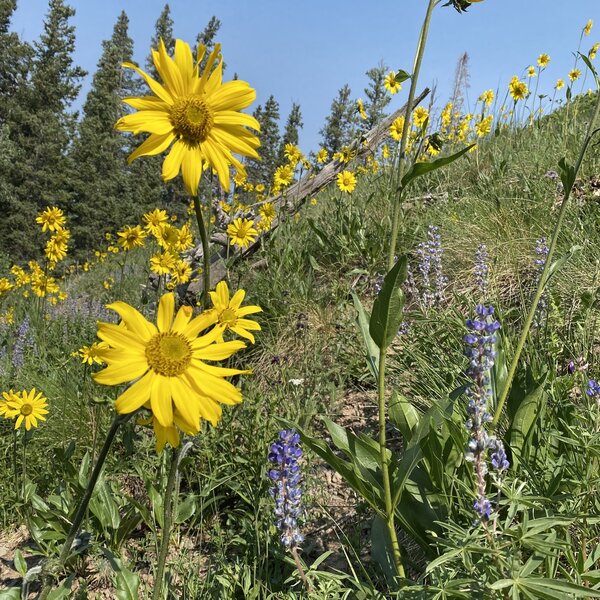 Wildflowers of Mid-July