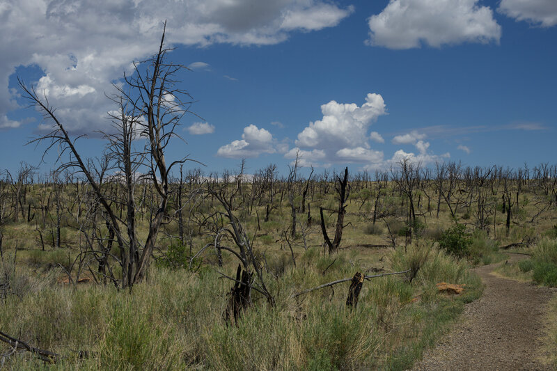 The trail wanders through a burned area by the Pony Fire in 2000. The area is slowly recovering.