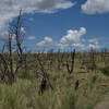 The trail wanders through a burned area by the Pony Fire in 2000. The area is slowly recovering.