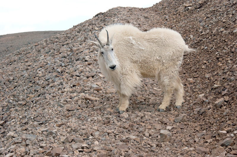 A Mountain Goat on the trail near the top of Mount Cameron.