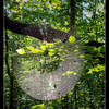 Spider Web - This was a common sight, or feeling, along the Chopawamsic Trail.