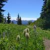 Pretty wildflowers - white pasque flower seed heads and purple lupine, high on Wenatchee Ridge Trail.
