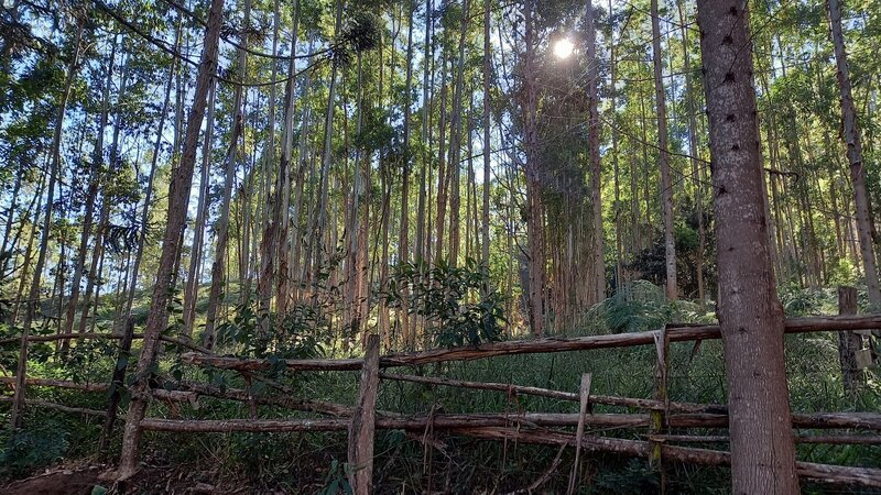 Eucalyptus forest at the Santa Rosa farm.
