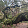 Beautiful Oak tree on the Florida Trail in the 100 Mile Forgotten Florida Race from Run Bum Tours LLC.