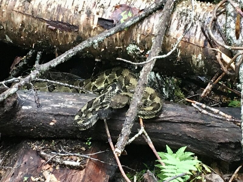 Timber rattlesnake in a small log pile along Forney Creek Trail, Aug. 14, 2020.