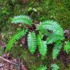 You'll find wild ferns in the more shaded wet sections of the trail.