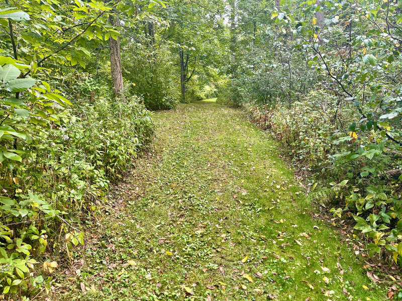 Well-maintained trail through the forested moraine.