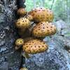 Pholiota Mushrooms on Birch.