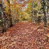 Enjoying the serenity and fall colors of the Jackrabbit ski trail in October 2021