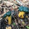 Little Green Berets Mushrooms.