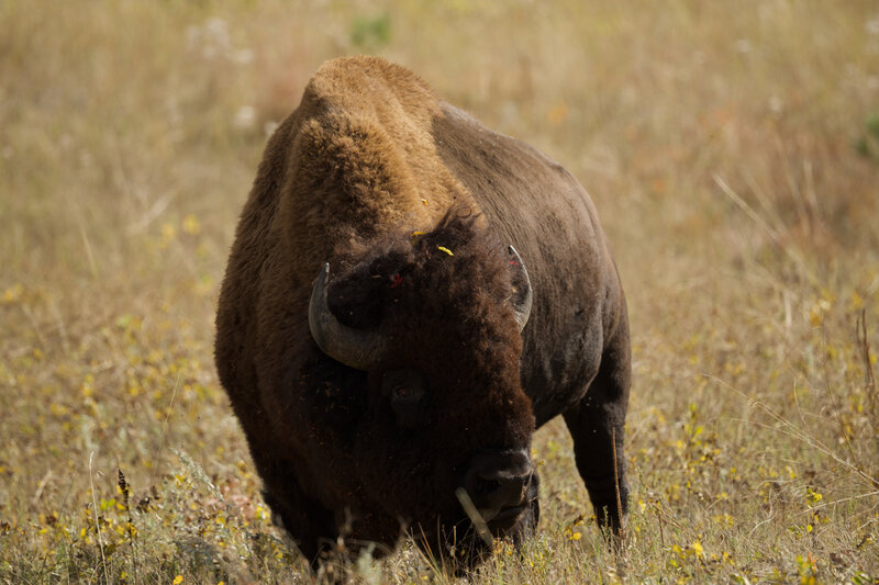 A Buffalo bull eating alongside the trail.