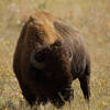 A Buffalo bull eating alongside the trail.