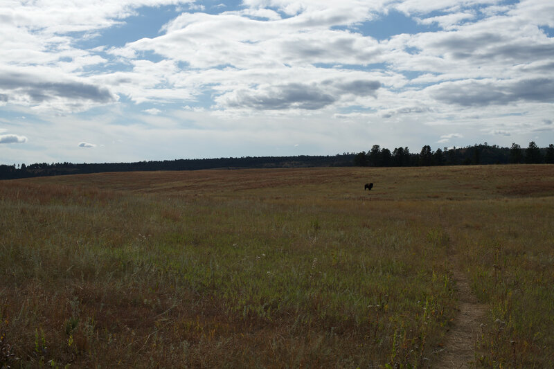 A Buffalo stands on the side of the trail along the Lookout Point Trail.