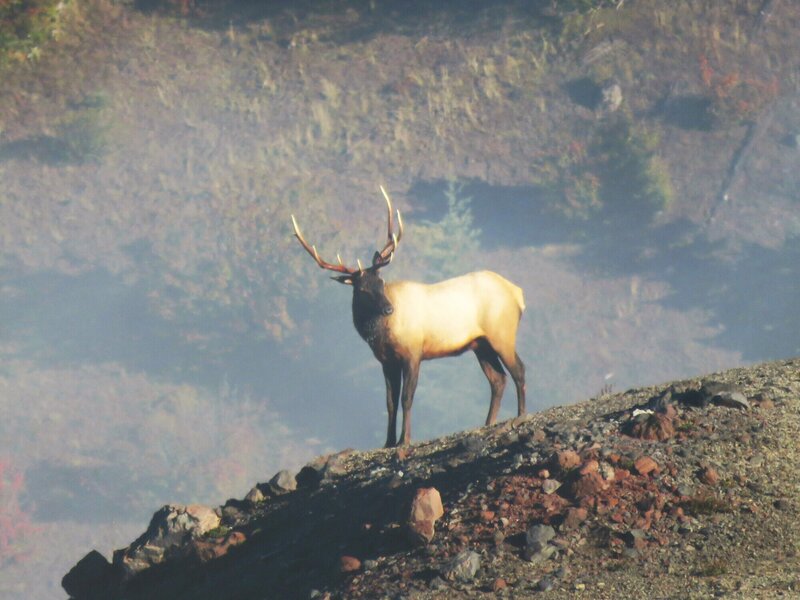Elk are common in the area.