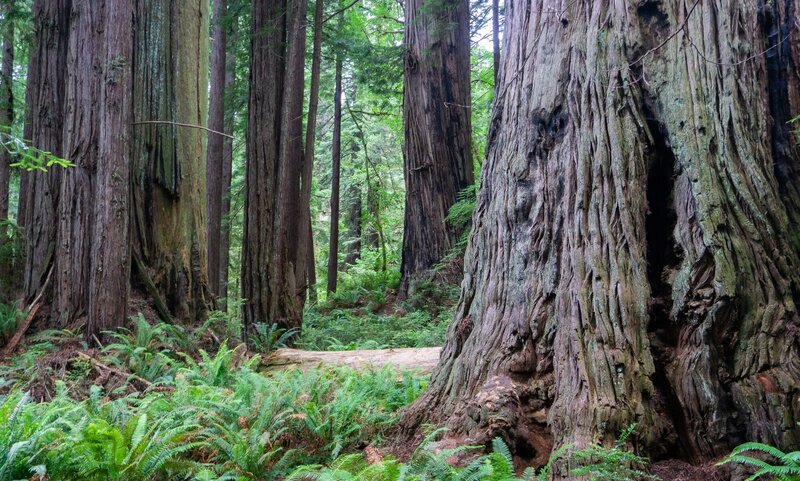 Redwoods near Prairie Creek