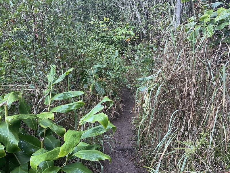 Narrow trail