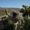 Bird nest in a cactus on the side of the trail. Big Bend is great for birding, so keep your eyes out as you hike the trail.